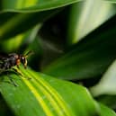 Asian hornets have been spotted in the Dover area in Kent 