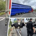 Cows on M6 cause chaos as drivers left in 3-mile long traffic jam