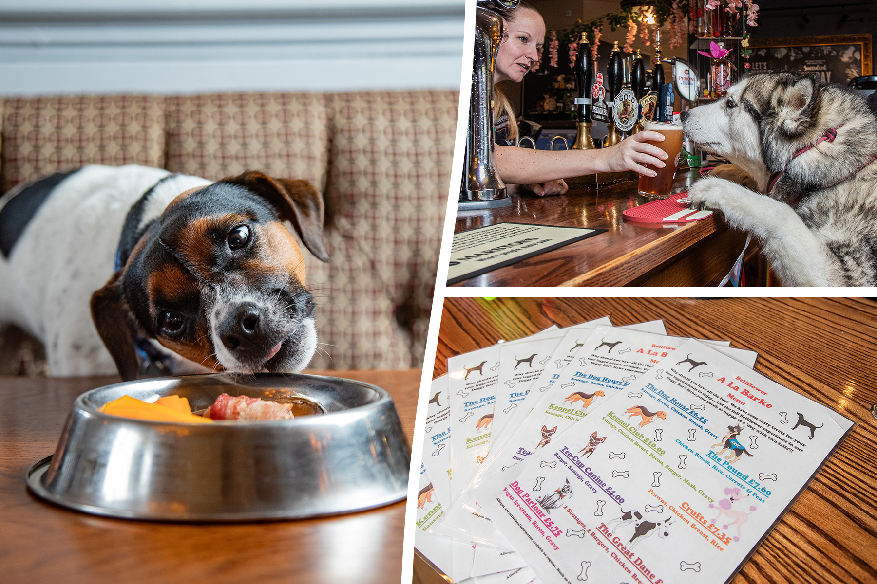 Inside Britain’s best dog friendly pub which has a library of sticks and two menus just for pooches