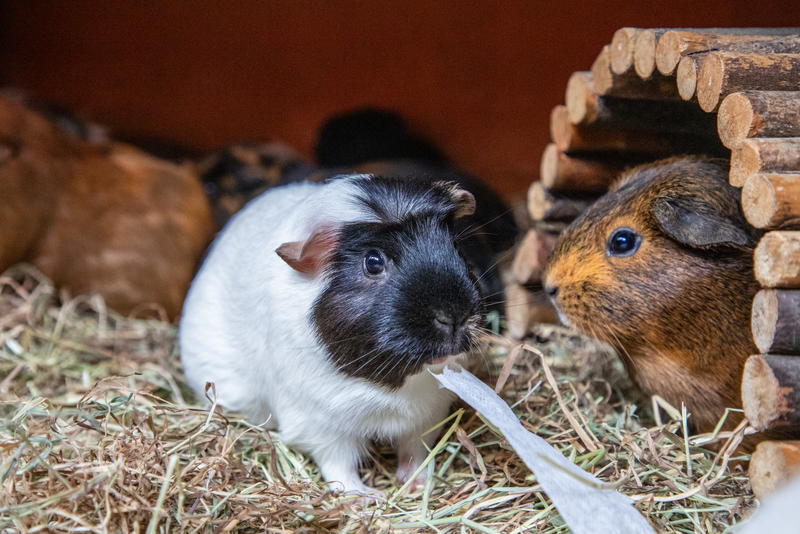 Guinea Pig Awareness Week: RSPCA tackling big spike in number of tiny pets 'cruelly abandoned'