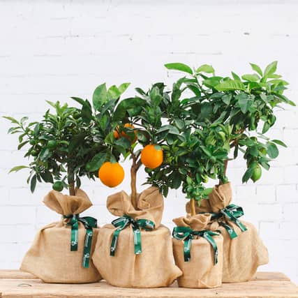 A variety of citrus trees are available on Tree2mydoor