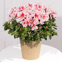If you've got a November birthday to buy for, it's worth knowing about 20% on all orders at Bunches