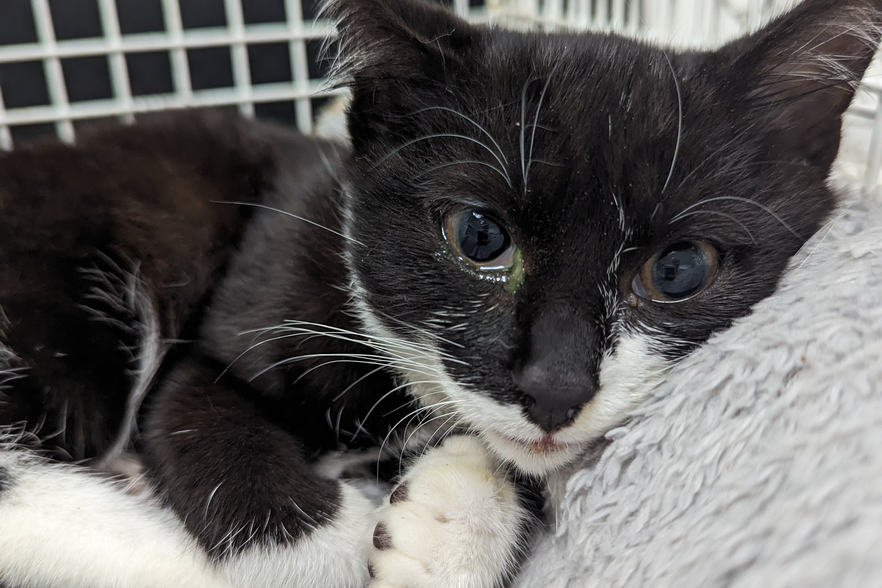 RSPCA new figures show 72 reports of summer cruelty in Leicestershire