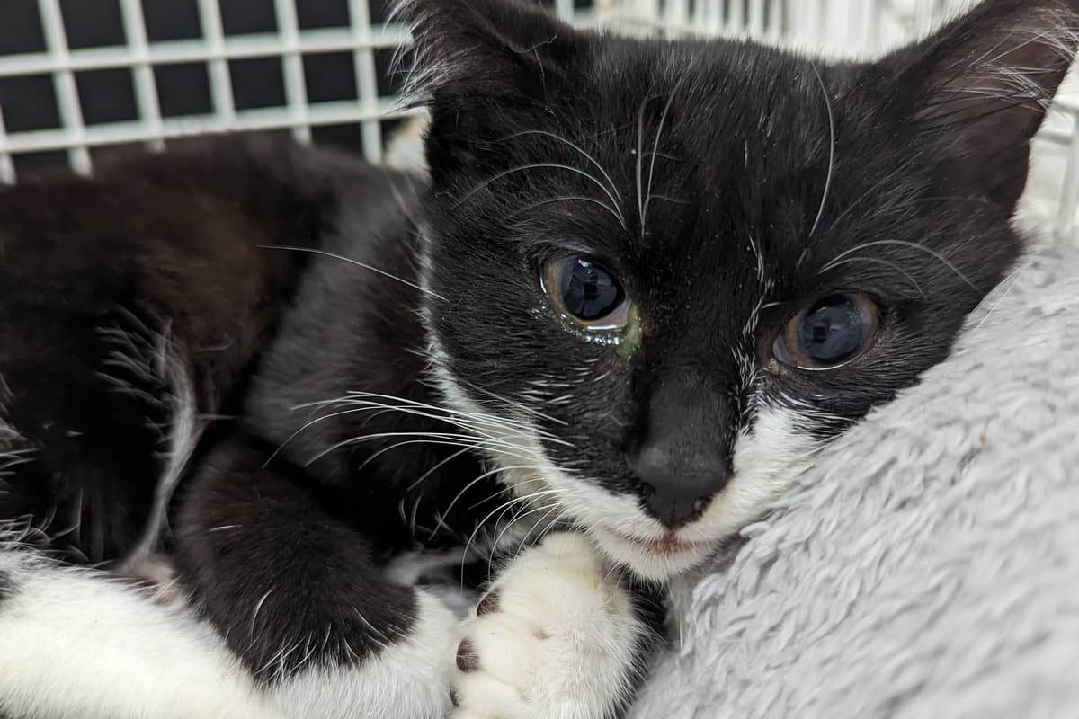 RSPCA new figures show 72 reports of summer cruelty in Leicestershire