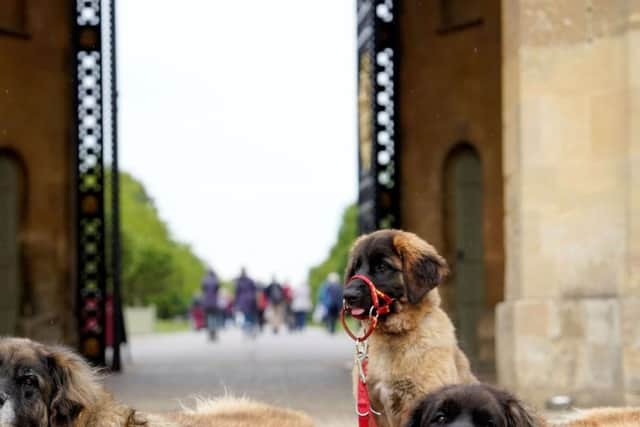 In a rare opportunity, dogs will be allowed into Blenheim Palace’s iconic Formal Gardens, an area usually off-limits to four-legged visitors
