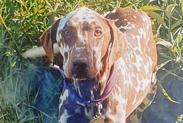 Lottie, arare three-year-old liver spot Dalmatian, was stolen from the familys home in Peatling Parva between 3am and 7am on Sunday December 1.