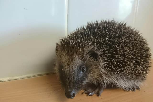 Leicestershire Wildlife Hospital at Kibworth Beauchamp is battling to cope after being overwhelmed by a flood of hedgehogs.