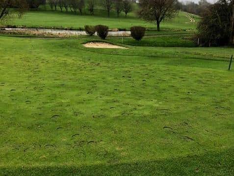 The damage caused by the horses at Market Harborough Golf Club