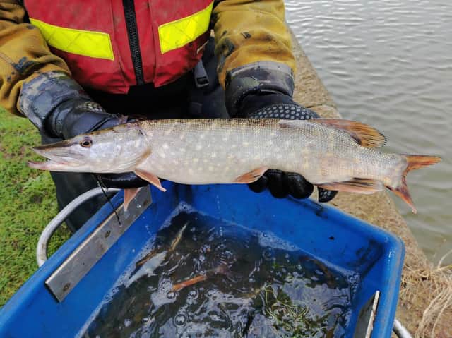 One of the fish that was rehomed from Foxton Locks.