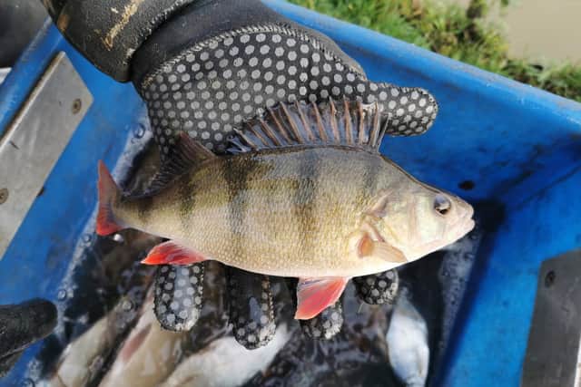 One of the fish that was rehomed from Foxton Locks.
