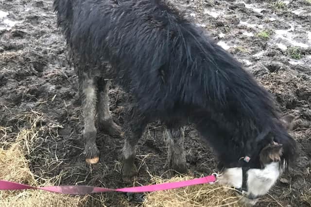A starving foal has been rescued by the RSPCA from a muddy field in Great Bowden.