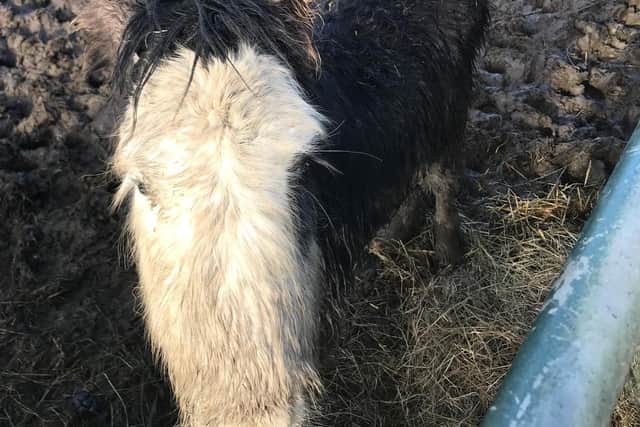 A starving foal has been rescued by the RSPCA from a muddy field in Great Bowden.
