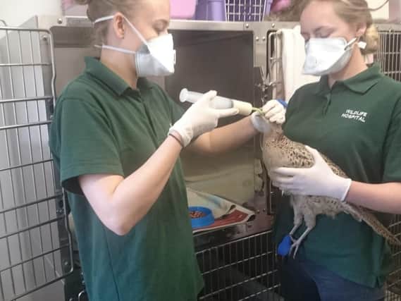 Leicestershire Wildlife Hospital at Kibworth Beauchamp is sending out a heartfelt plea to people as it fights to survive the devastating coronavirus pandemic.