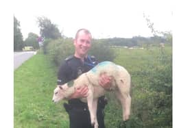 PC Steve Winn with the lamb.