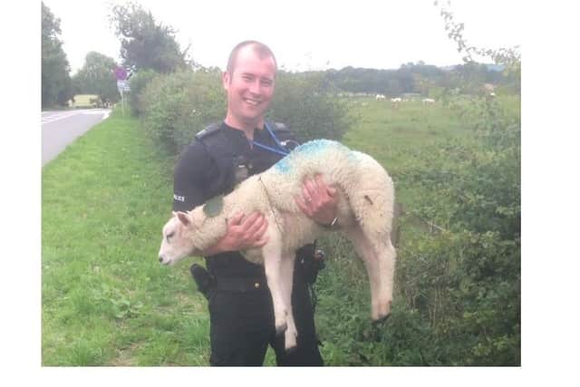 PC Steve Winn with the lamb.
