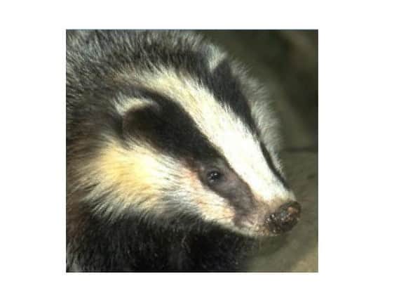Leicestershire and Rutland Wildlife Trust says it is horrified at the possibility of the county being included in this year’s badger cull.