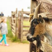 Mini Meadows Farm near Market Harborough has won a TripAdvisor Travelers’ Choice Award 2020, putting it in the top 10 per cent of attractions across the globe.
