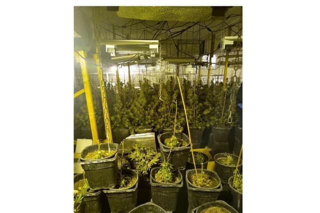 Officers found over 100 cannabis plants at an industrial unit at Walton New Road Business Park in Bruntingthorpe, near Lutterworth, just after 11.30am on Monday (November 2).
