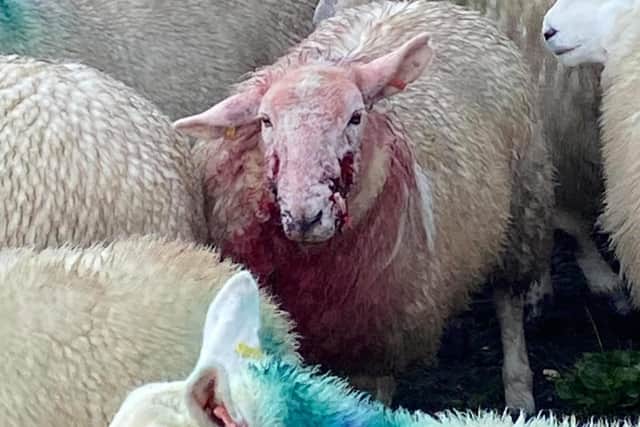 Sheep were attacked in Braybrooke.