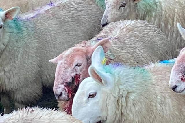 Sheep were attacked in Braybrooke.