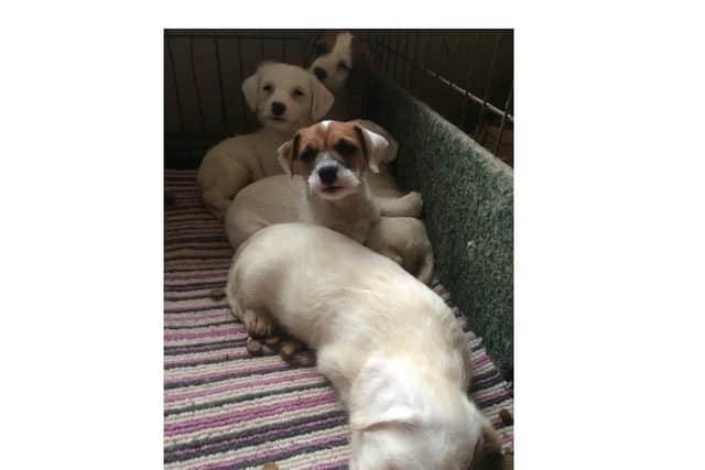 Thieves who stole four puppies from a farm in the Harborough district are being hunted by police.