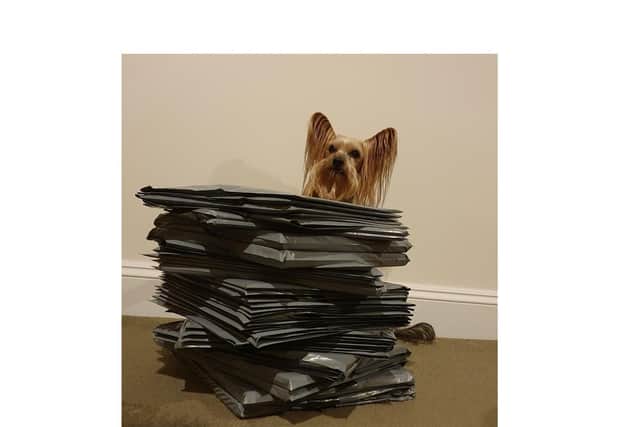 Yorkshire terrier Mr Pelucchi helkped inspire the calendar.