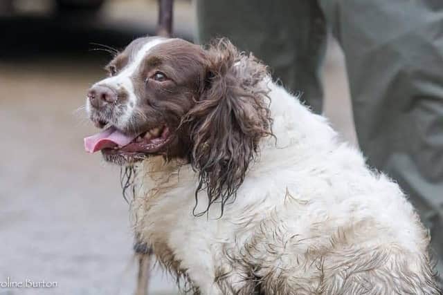 An eight-year-old liver and white Springer Spaniel called Flynn was taken by burglars from a property in Yelvertoft Road, Elkington.