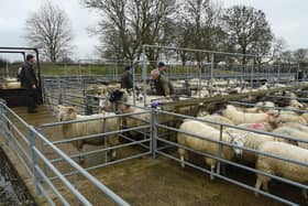 The Special Sale at Foxton Cattle Market on Wednesday 9th November 2020 in lieu of the Society’s  Annual Christmas Show & Sale which was not held due to Covid Restrictions.
PICTURE: ANDREW CARPENTER