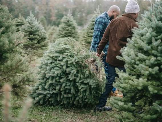 Are you still trying to get rid of your Christmas tree? Well stick it in your green bin if you’ve got one because Harborough District Council is now staging extra runs to empty them.