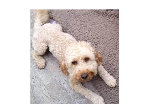 The small apricot Cockerpoo – he looks like a puppy but is three years old – was taken on Thursday night or Friday morning from the kennels at North Kilworth.