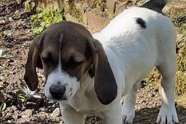 One of the working basset hounds stolen from kennels near Harborough.