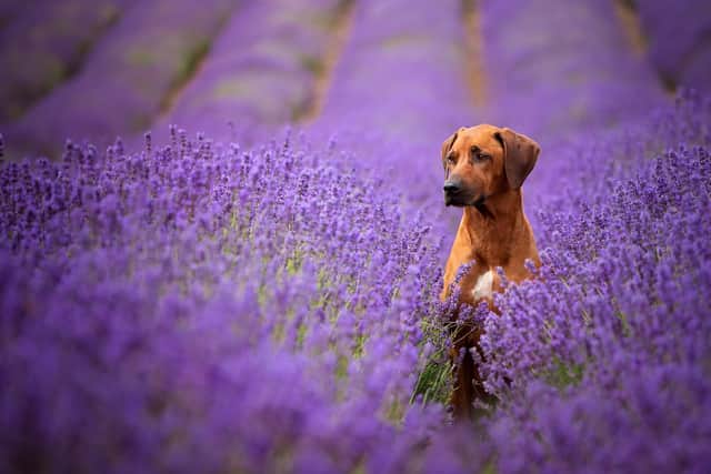 One of Sandie Powner's images.
