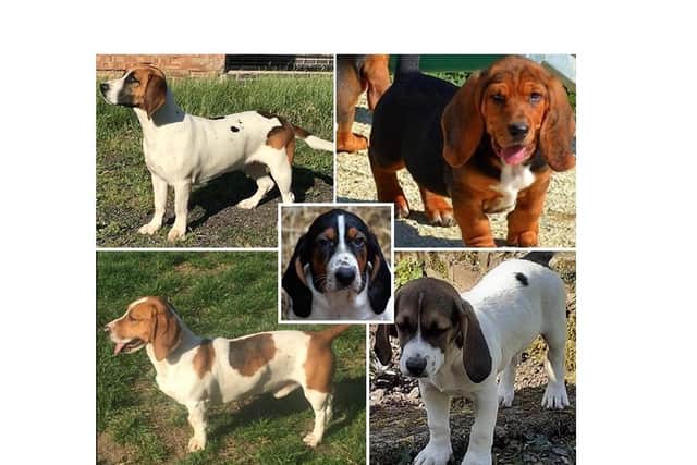 A massive search is going ahead today for five working basset hounds stolen from a high-profile pack’s kennels in a Harborough village as police hunt the culprits.