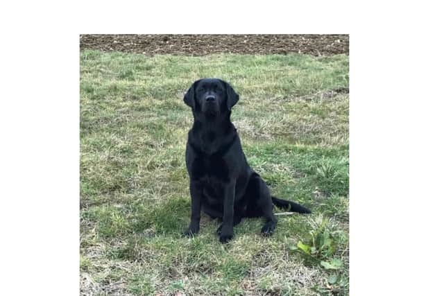 A young black female Labrador was snatched from a farm near Billesdon in the north of Harborough - just one of the dogs taregted by thieves in the Harborough district.