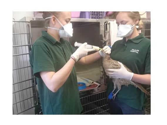 A fantastic Harborough wildlife rescue centre is making an urgent plea for help after being badly affected by the Covid crisis for almost a year.