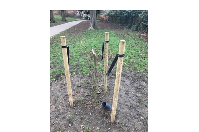 Vandals who have destroyed seven young trees at a popular Market Harborough park have been slammed by a local councillor.