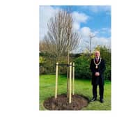 Cllr Stephen Bilbie, the chairman of Harborough council, with one of the trees.