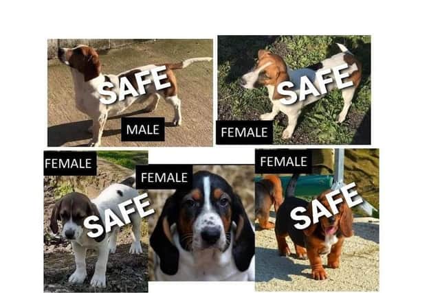 Four out of five working basset hounds stolen from kennels in a Harborough village have been safely recovered