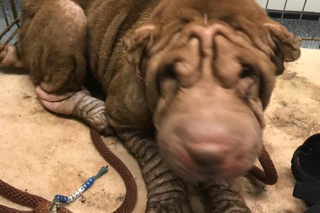 The critically-ill shar pei dog, thought to have been used for breeding, was callously thrown away like rubbish, the RSPCA said.