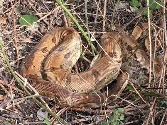A six-foot long boa constrictor was dumped in a field near Lutterworth