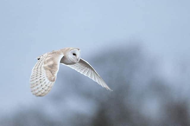 The site is used as a feeding territory for barn owls.
PICTURE: JAMES BURMAN