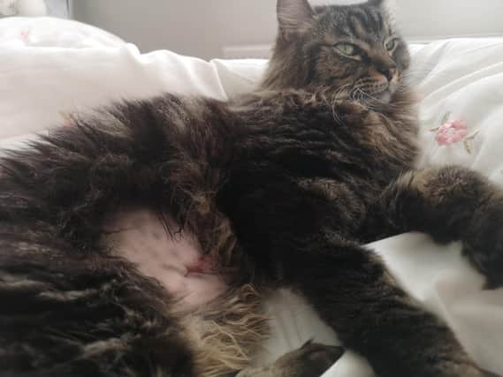 Bruce the cat miraculously escaped death after a pellet from an air rifle missed his heart by a whisker.
