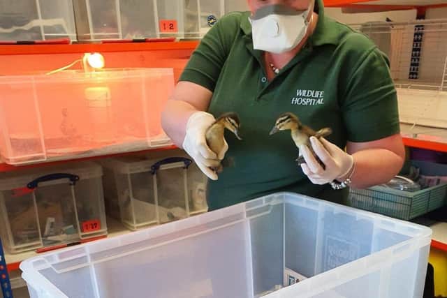 Leicestershire Wildlife Hospital at Kibworth has rescued and saved thousands of birds and animals since being set up 36 years ago.