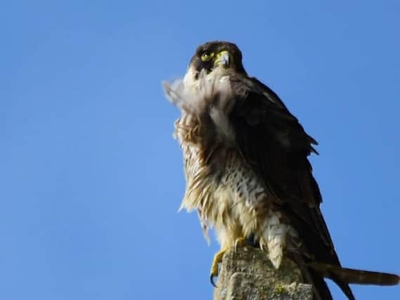 A magnificent peregrine falcon has made a prominent Market Harborough medieval church her new home. Photo by Ken Robinson.