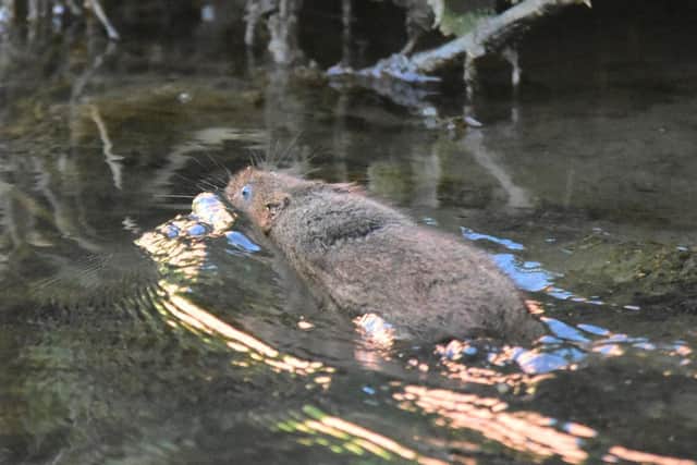 Rare endangered water voles have been spotted In the River Welland in Harborough. Photo by Ken Robinson.