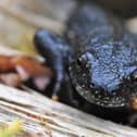 Vital workto restore ponds and create new habitats for endangered great crested newts has been launched at two sites in Harborough.
