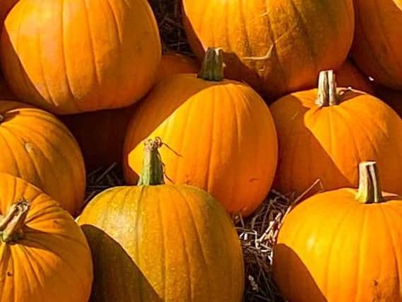 Girl Guides in Market Harborough have been left devastated after thieves stole pumpkins they have been growing.