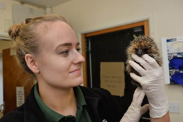 Amy Ducker (team leader) with one of the many hedgehogs at the centre.
PICTURE: ANDREW CARPENTER