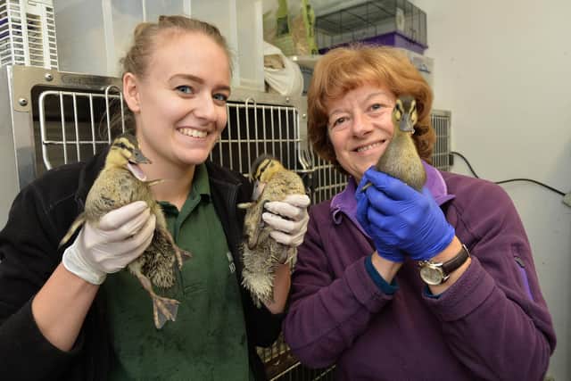 Amy Ducker (team leader) with Lynn Bywater (volunteer) holding mallard goslings.
PICTURE: ANDREW CARPENTER