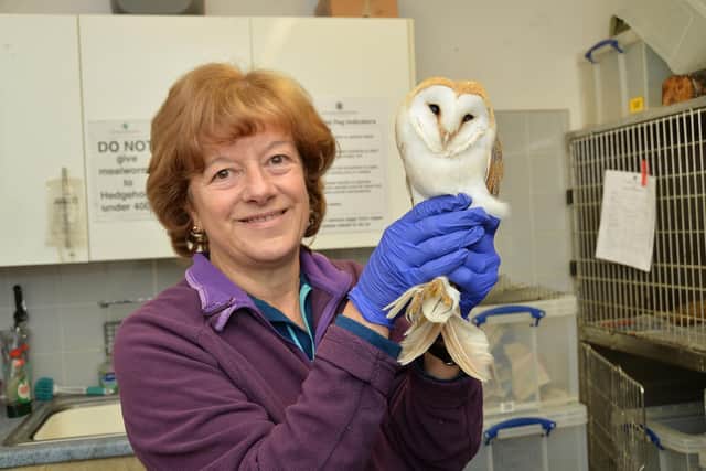 Volunteer Lynn Bywater with a barn owl was was hit by a car.
PICTURE: ANDREW CARPENTER